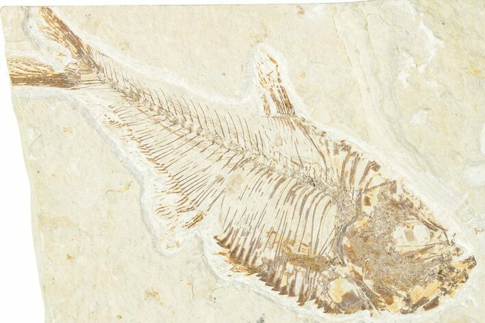 Detailed Fossil Fish (Diplomystus) - Wyoming #346058
